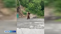 Танцующий медведь на трассе