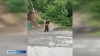 Танцующий медведь на трассе