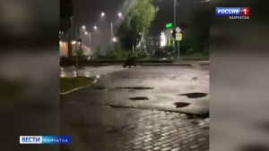 На Камчатке медведь решил совершить ночную прогулку прямо по проезжей части