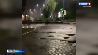 На Камчатке медведь решил совершить ночную прогулку прямо по проезжей части