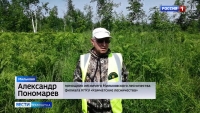 Инвентаризация леса