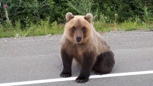 Не кормите диких зверей