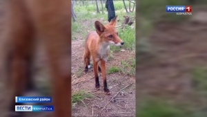 В районе поселка Светлый люди заметили лису, которая не побоялась камеры