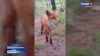 В районе поселка Светлый люди заметили лису, которая не побоялась камеры