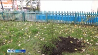 Сотрудники МВД высадили ели на территории Управления