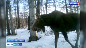 Ждали выдру и норку, а получили лося