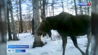 Ждали выдру и норку, а получили лося
