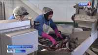 На Камчатке колхоз имени Ленина начал изготавливать сурими