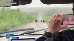 В Соболево зафиксировали небывалое нашествие медведей