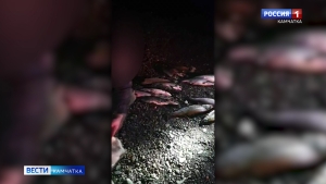 Изъятие рыбы в Усть-Большерецке