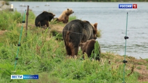 Популяция медведей на полуострове увеличивается с каждым годом