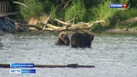 Медведи на Курильском озере