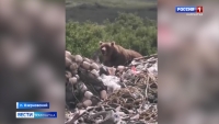Медведи в Озерновском
