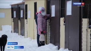В Вилючинском приюте для бездомных собак провели день открытых дверей