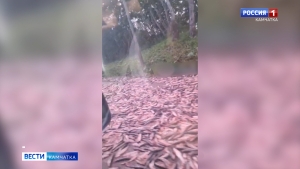 Дорога из рыбного кирпича