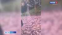 Дорога из рыбного кирпича