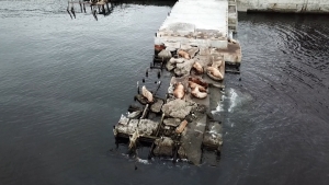 На лежбище морских львов установили новую табличку