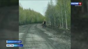 Семейство лосей заметили на мильковской трассе