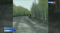 Семейство лосей заметили на мильковской трассе
