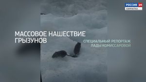 СПЕЦИАЛЬНЫЙ РЕПОРТАЖ | Массовое нашествие грызунов