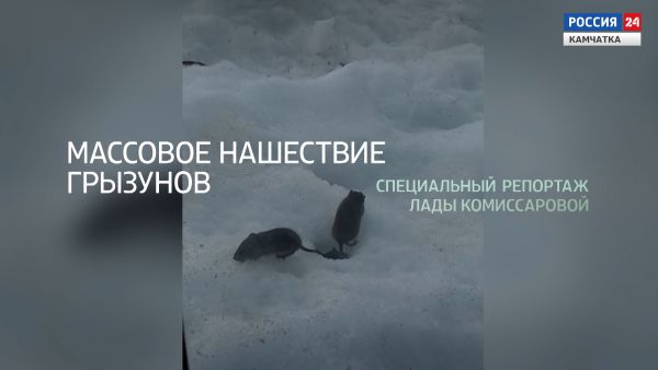 СПЕЦИАЛЬНЫЙ РЕПОРТАЖ | Массовое нашествие грызунов