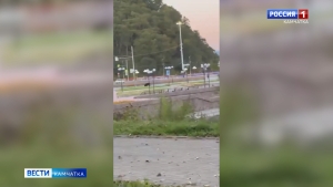Медведь в центре Петропавловска