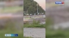 Медведь в центре Петропавловска