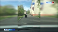 Медведь заблудился на улицах Петропавловска-Камчатского