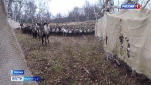 В паланском колледже вновь открылось отделение оленеводства
