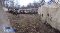 В паланском колледже вновь открылось отделение оленеводства