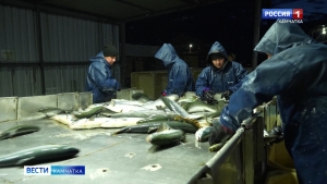 Производительность рыбоводных заводов на Камчатке увеличилась на 20 процентов