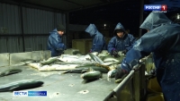 Производительность рыбоводных заводов на Камчатке увеличилась на 20 процентов